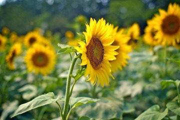 DSCF9001.jpg