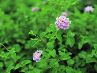 P5207799