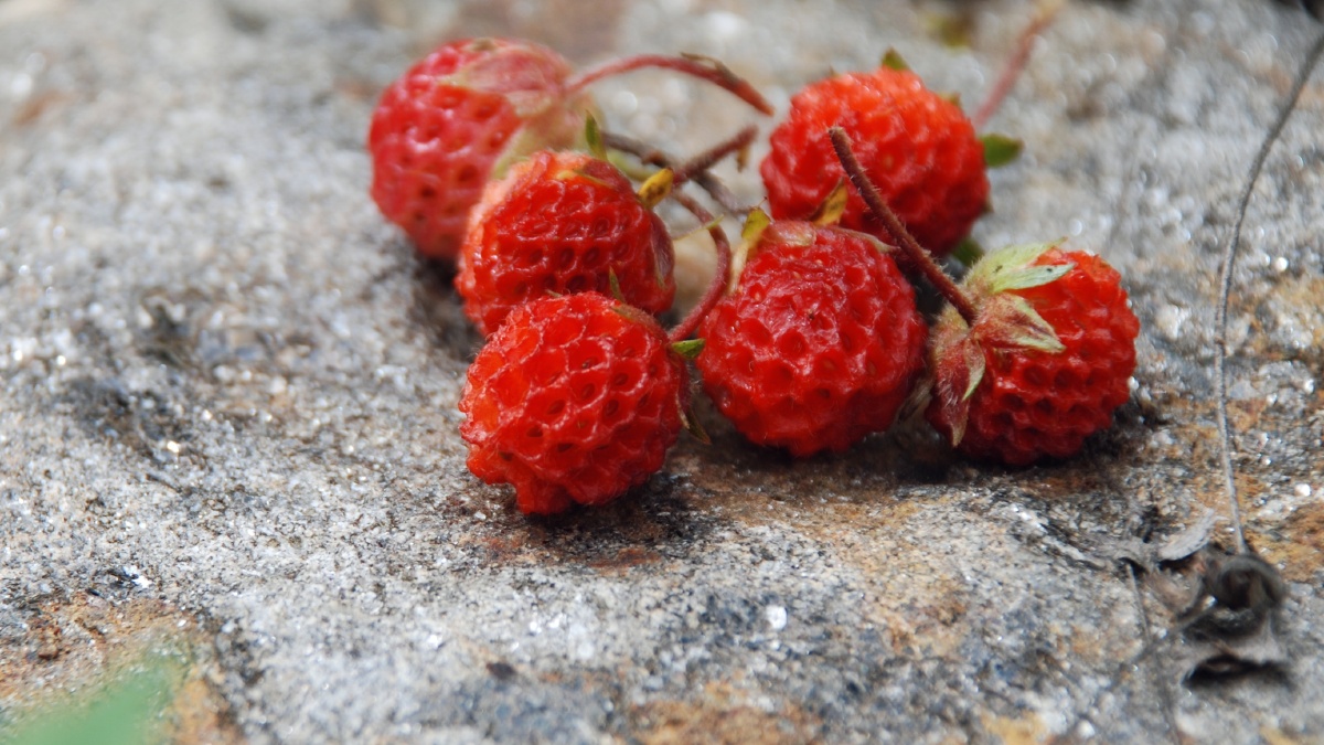 到底是西南草莓还是西藏草莓呢(没什么味道,还是黄毛草莓好吃!