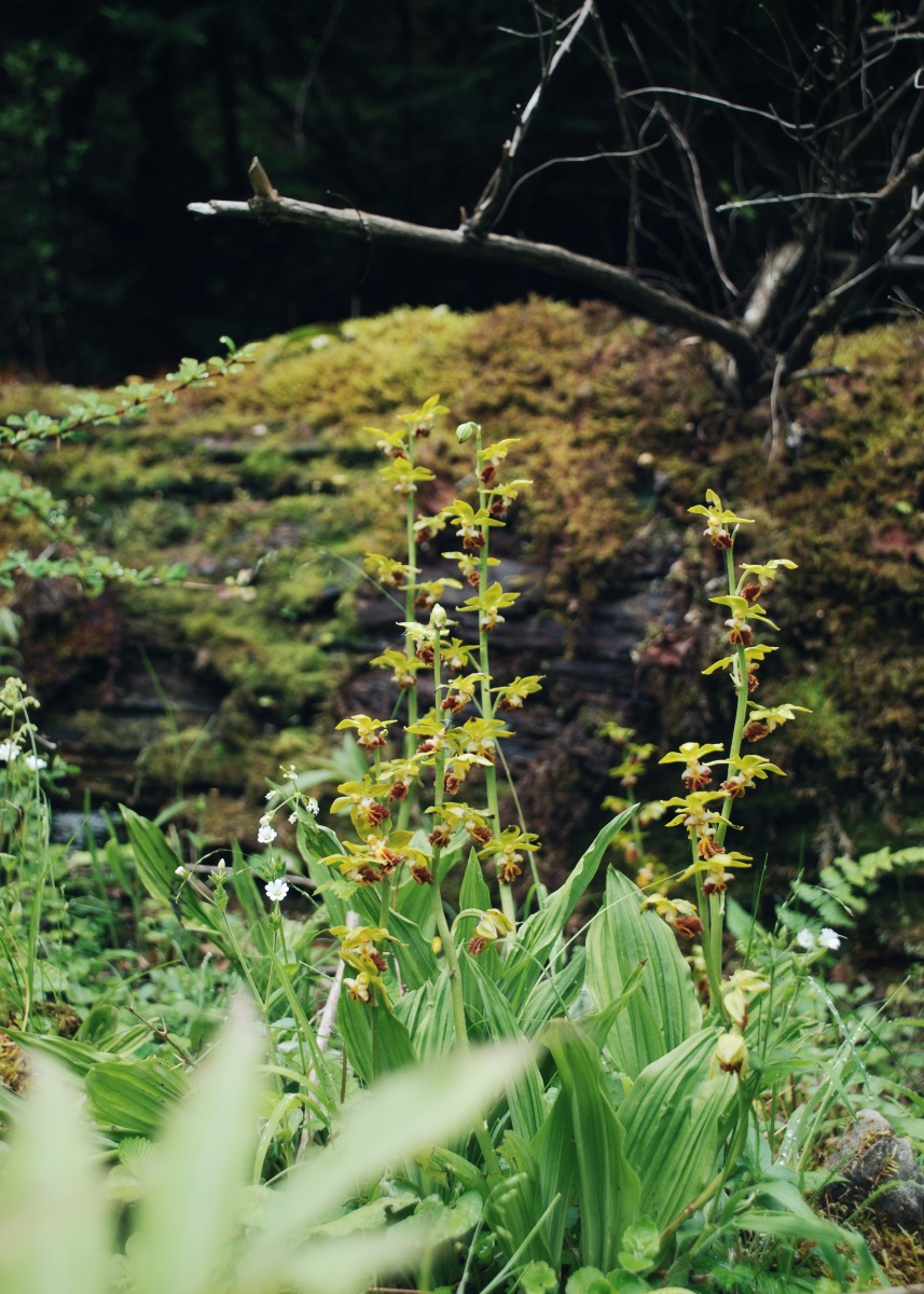 三棱虾脊兰calanthetricarinata
