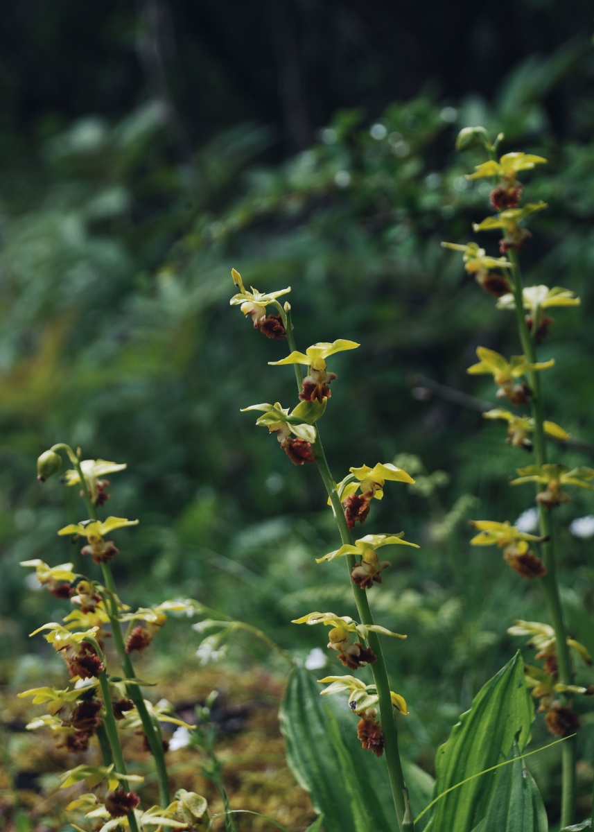 三棱虾脊兰calanthetricarinata