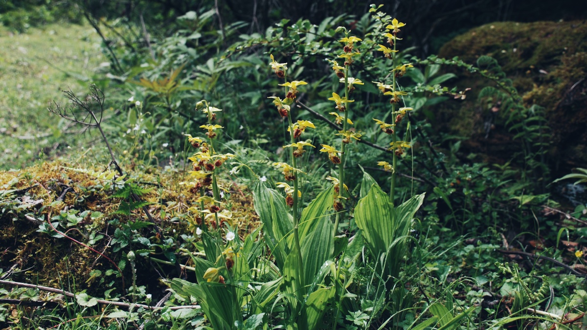 三棱虾脊兰calanthetricarinata