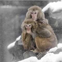 《情侣》