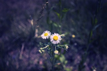IMG_1075a