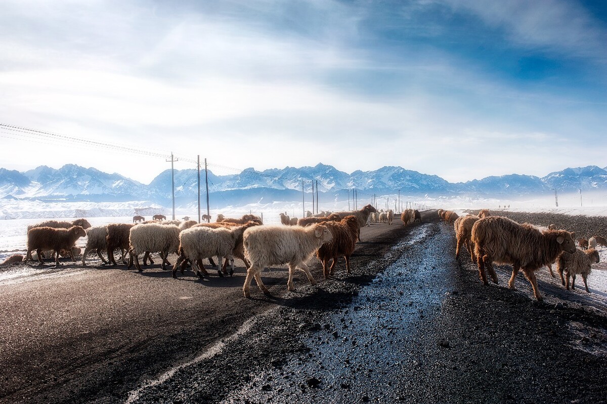 阳光洒在正在过马路的羊群。