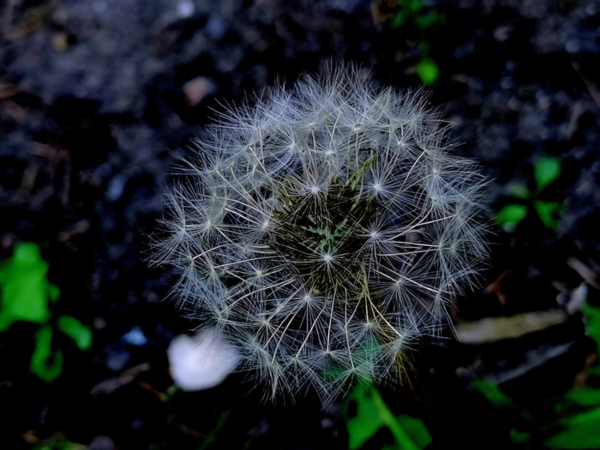 生命灵魂 - 知鹭_知音9406 - 图虫