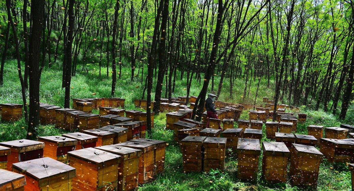 大美槐乡养蜂人