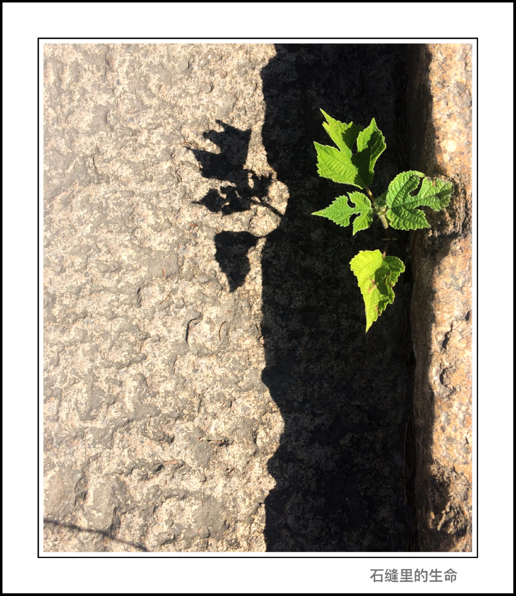 石缝里求生