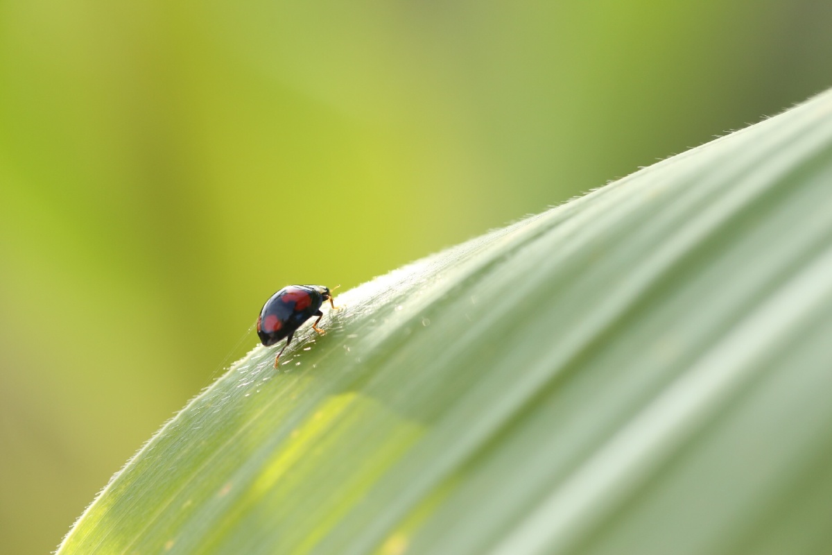 飘虫见我来,在努力的爬行,但速度快不了,因为它被蛛丝牵绊着