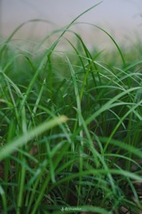 F959E5EF-A3A2-4B16-AD2A-8DE2E3F48DE2/L0/001
