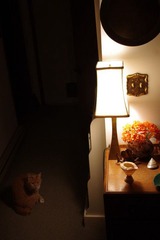 夜