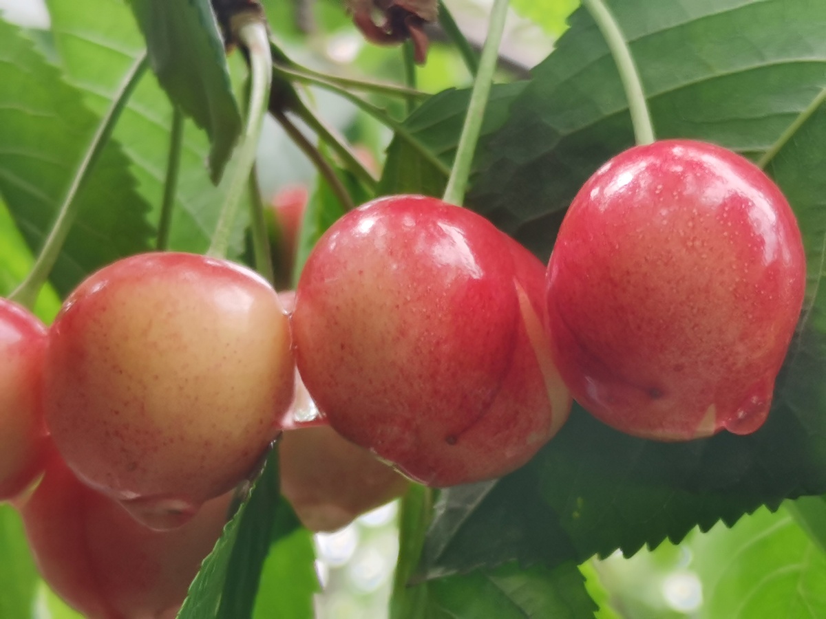 水灵灵的鲜樱桃.