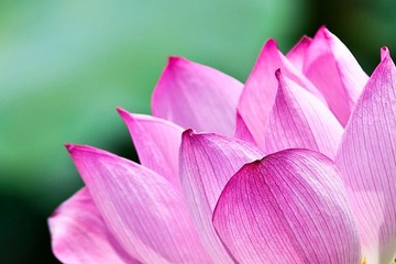 荷