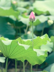 荷