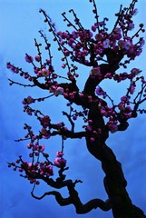 《含苞欲放》