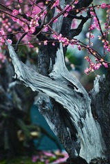 《红  梅》