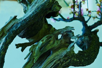 《枯木逢春》