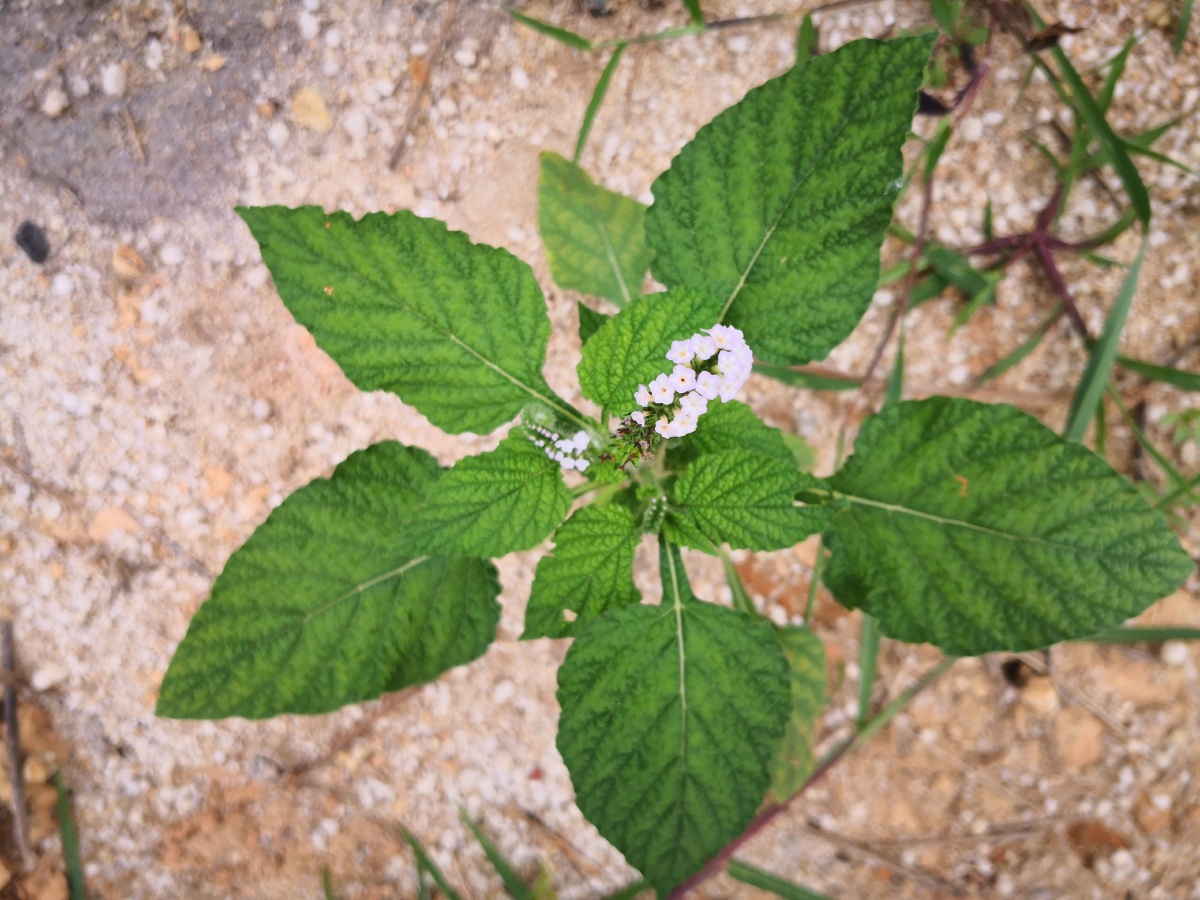 大尾摇,中草药,为紫草科植物大尾摇heliotropium indicum l.