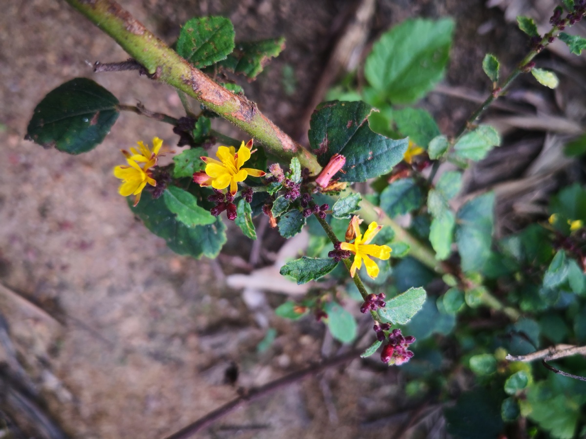 刺蒴麻又名黄花地桃花黄花虱麻头是一种木质草本刺蒴麻喜欢凉爽较干燥