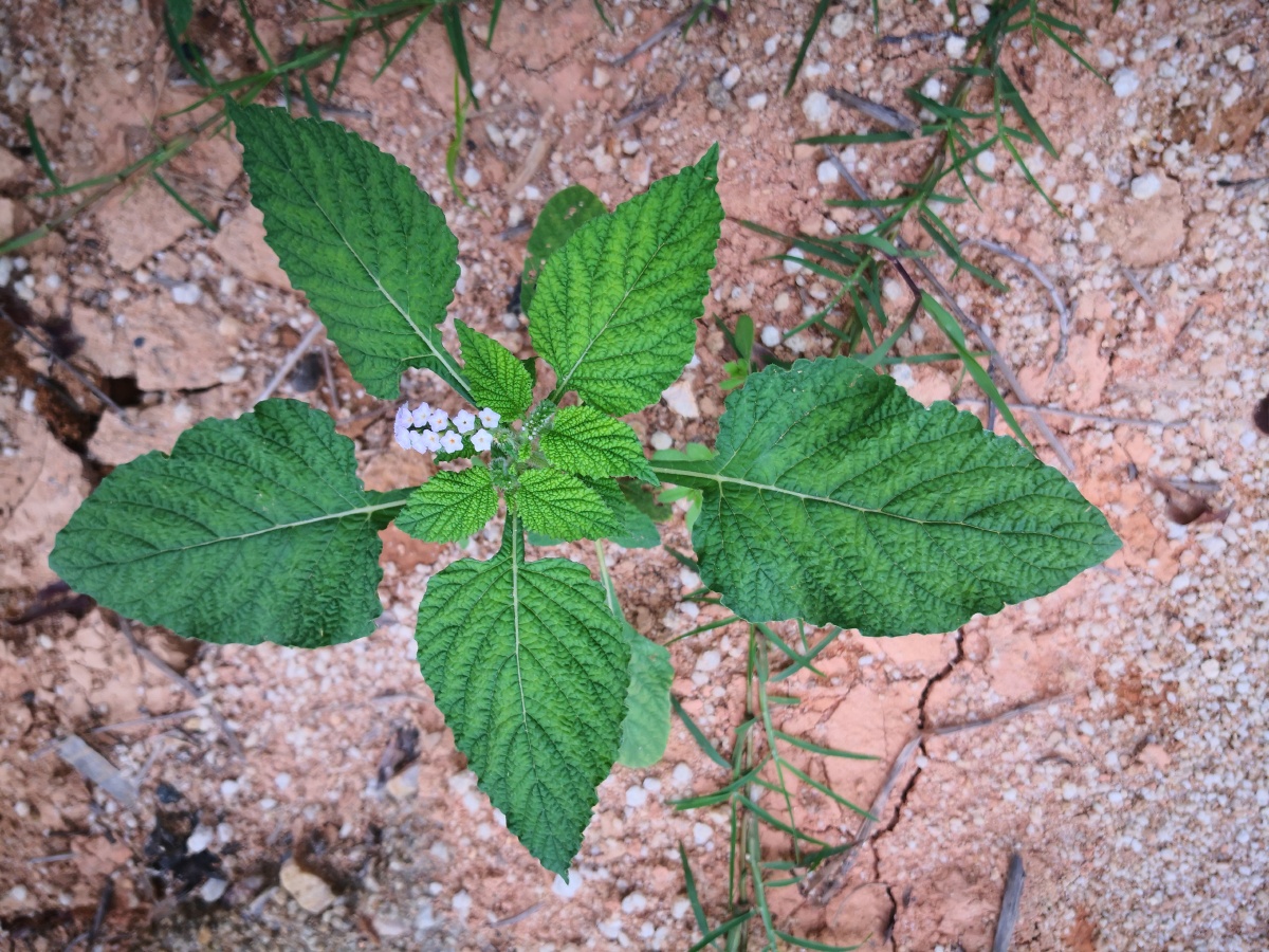 大尾摇,中草药,为紫草科植物大尾摇heliotropium indicum l.