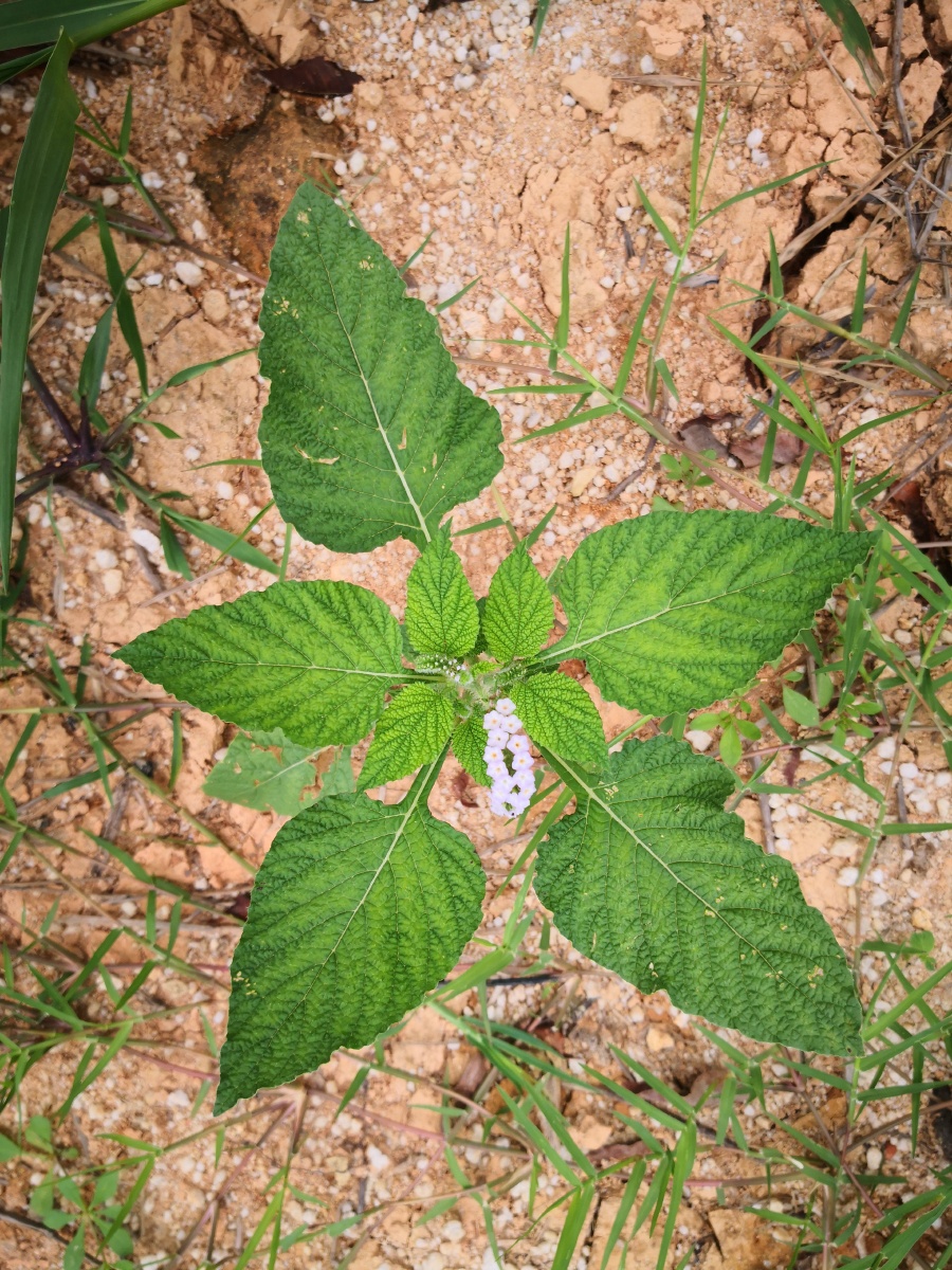 大尾摇,中草药,为紫草科植物大尾摇heliotropium indicum l.