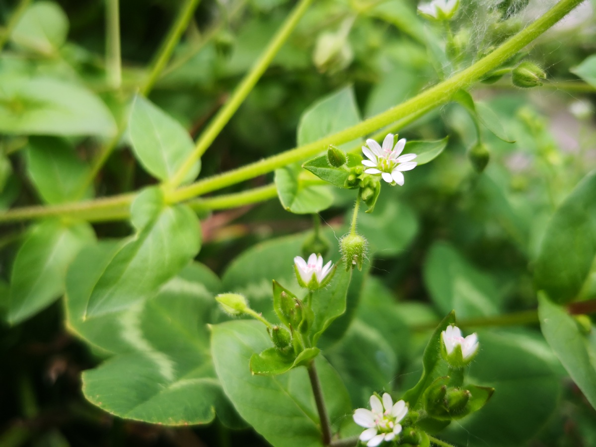 鹅肠菜又叫"鸡肠菜",为鹅肠科属二年生或