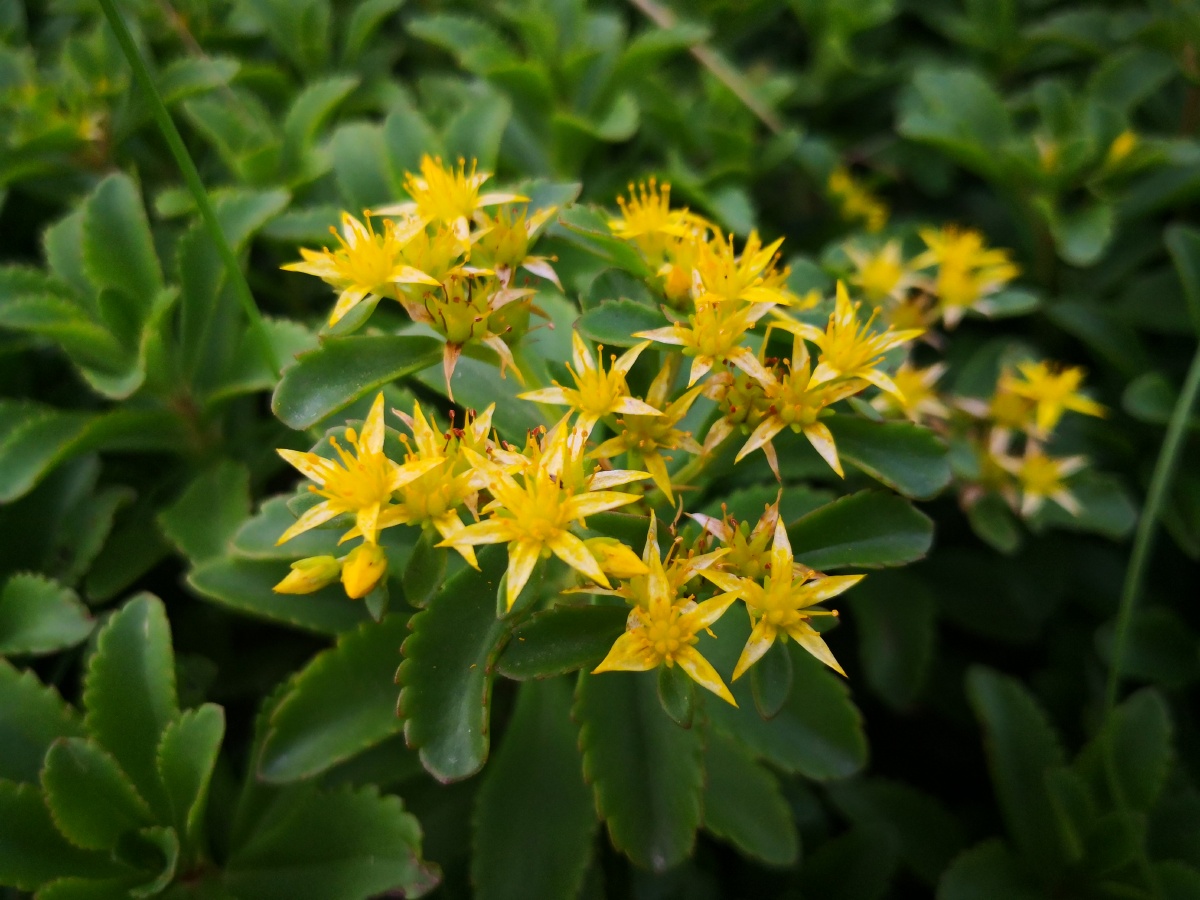 费菜是中药材,从它的别名"救心菜","金不换"就能看出来.