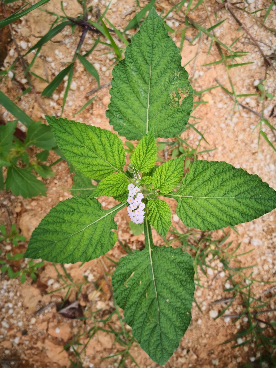 大尾摇,中草药,为紫草科植物大尾摇heliotropium indicum l.
