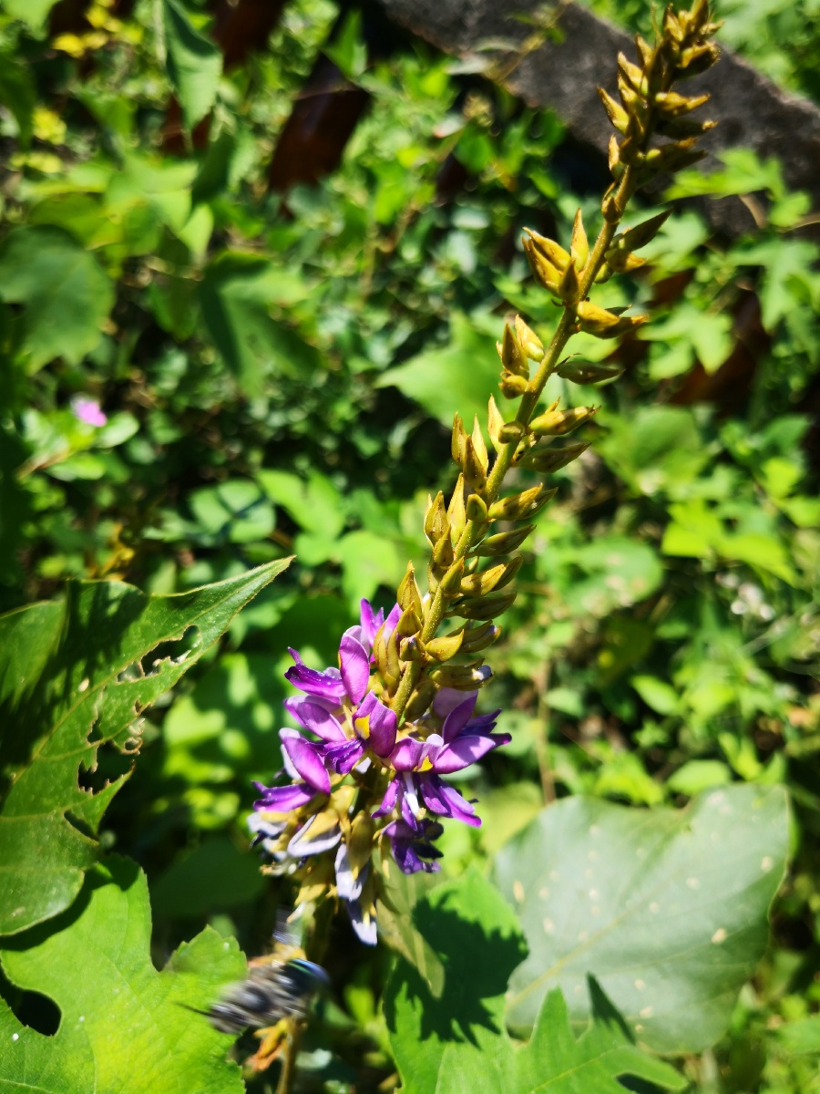 葛是传统的中药材之一,葛根全身都是宝,其根,茎,叶,花均可入药.