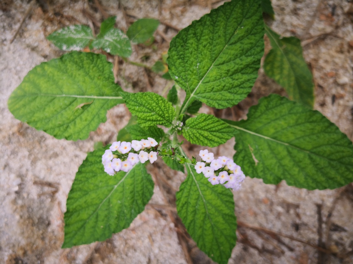 大尾摇,中草药,为紫草科植物大尾摇heliotropium indicum l.