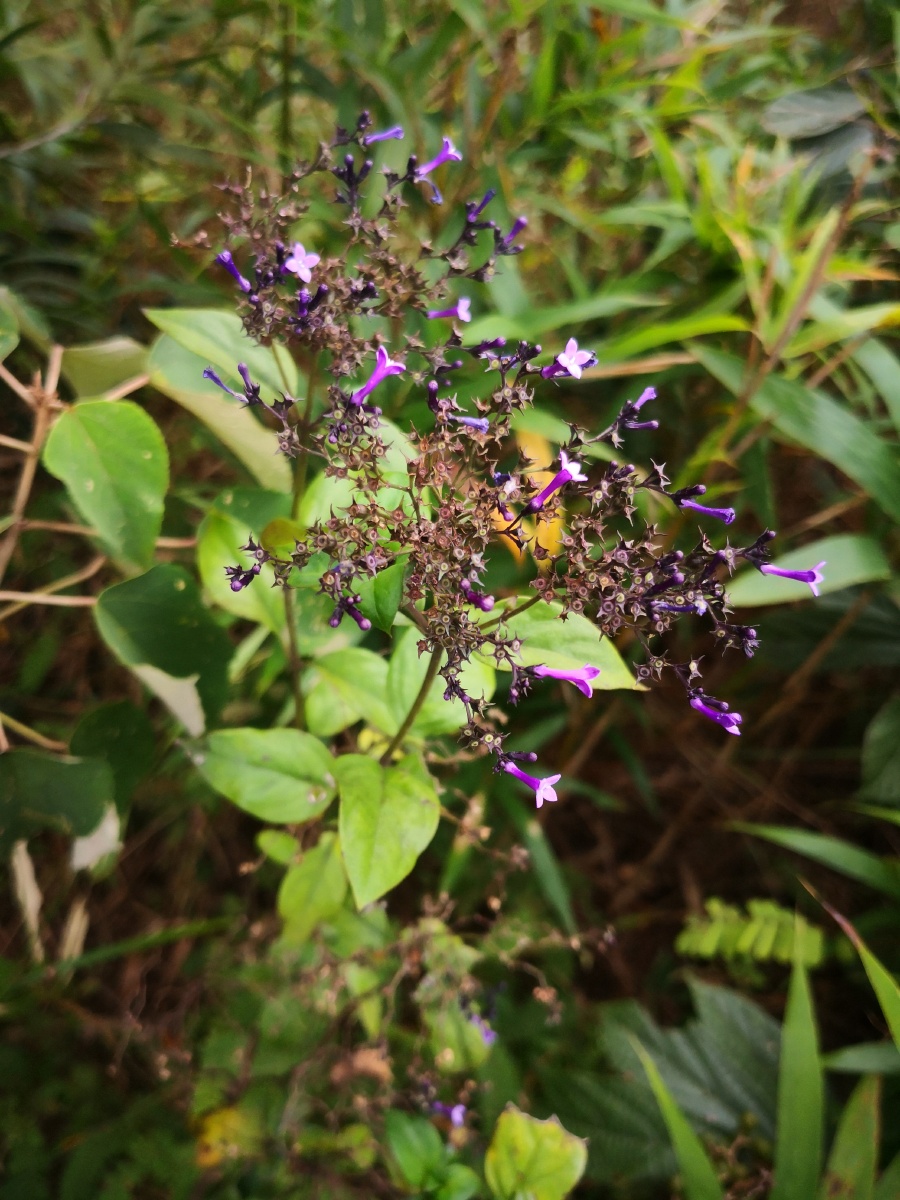 薄皮木又名野丁香花语是勤奋谦逊象征学校的良好校风薄皮木喜欢阳光较