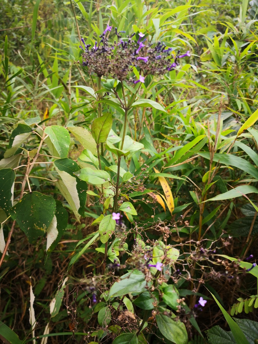 薄皮木又名野丁香花语是勤奋谦逊象征学校的良好校风薄皮木喜欢阳光较