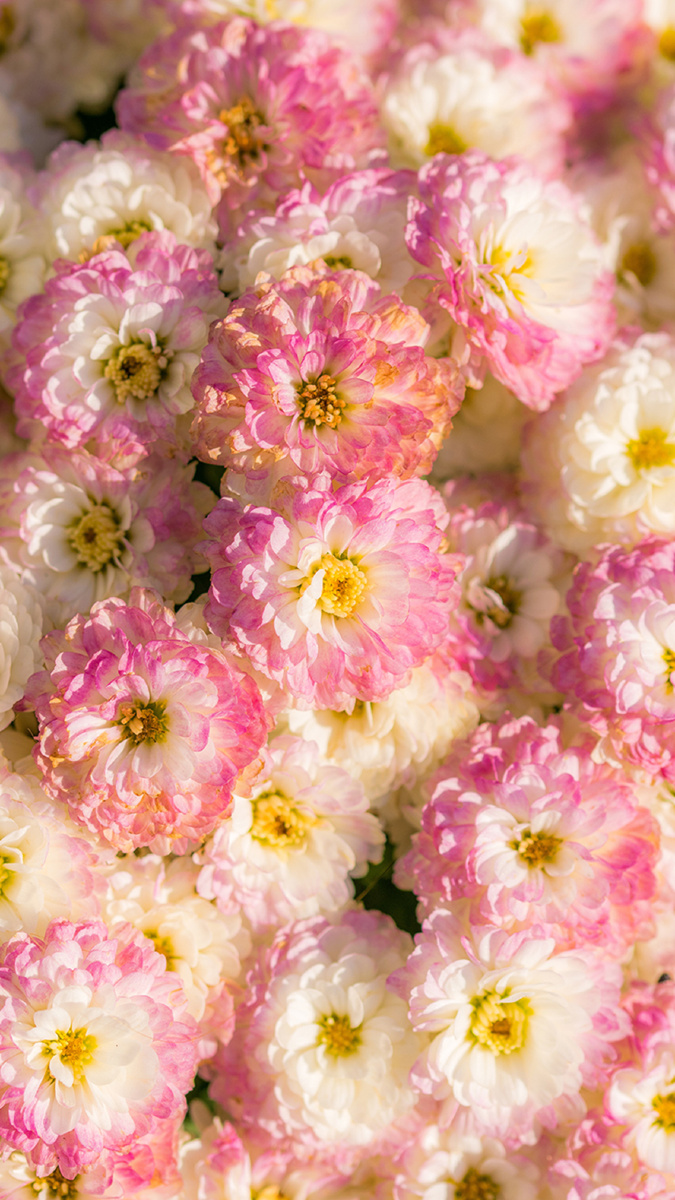 翠菊的花语是相信爱情的美好翠菊观赏价值高色彩鲜艳形状多样花多且