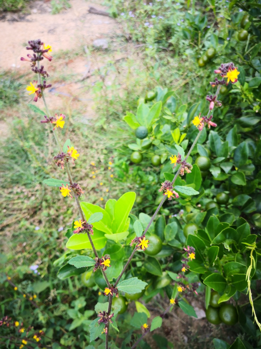 刺蒴麻又名黄花地桃花,黄花虱麻头,是一种木质草本