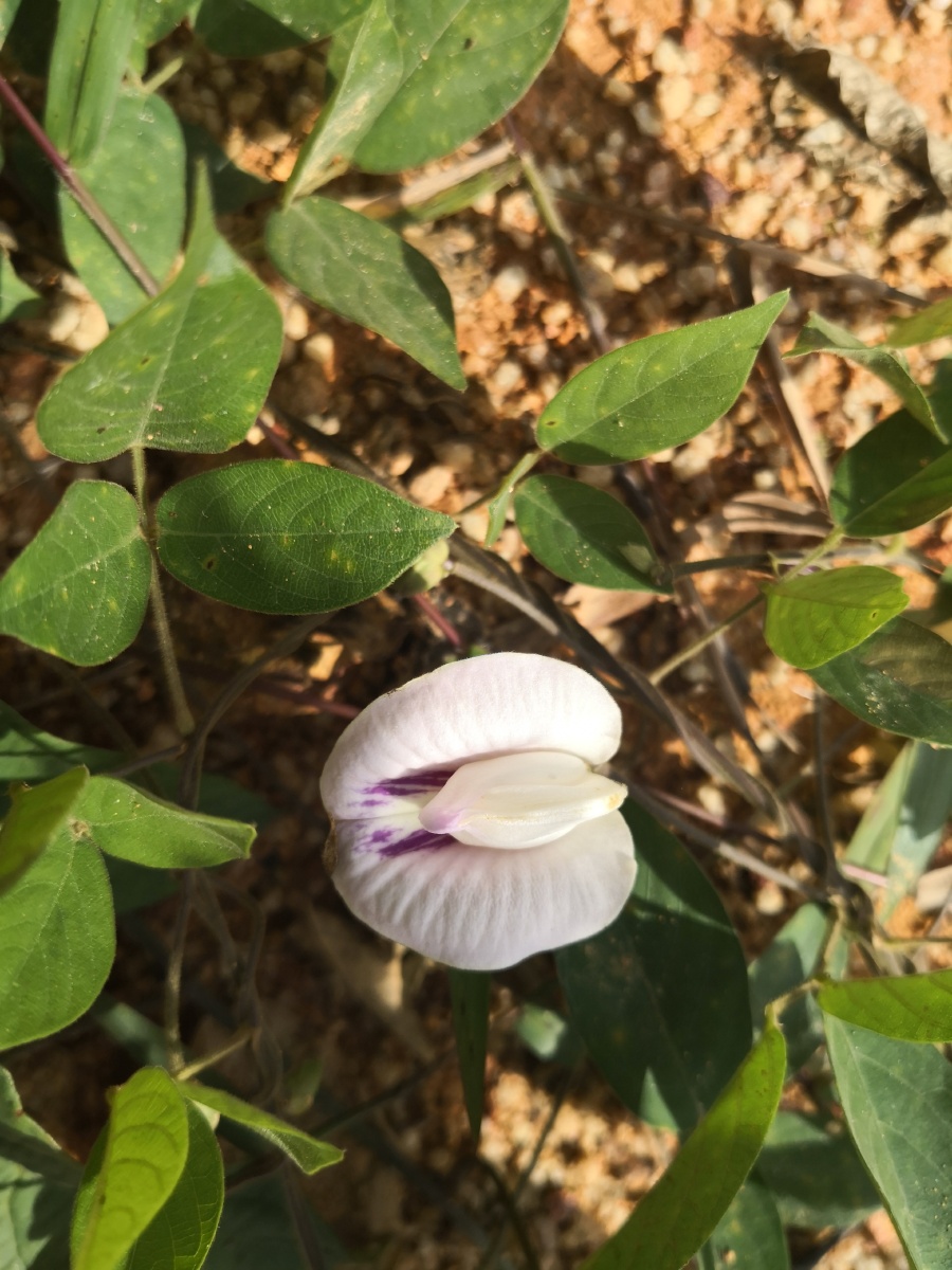 豆属 clitoria 别名:蓝花豆,蓝蝴蝶,旱蝴蝶豆图片大全大图广东蝶豆