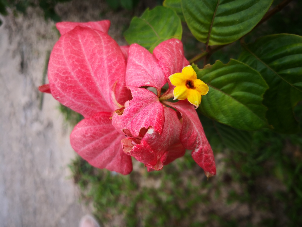 属于热带植物.它的树冠圆形,分枝多,叶色翠绿.