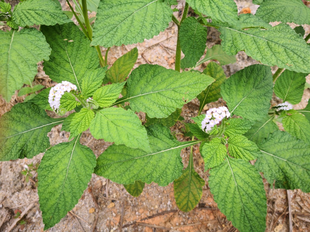 大尾摇,中草药,为紫草科植物大尾摇heliotropium indicum l.