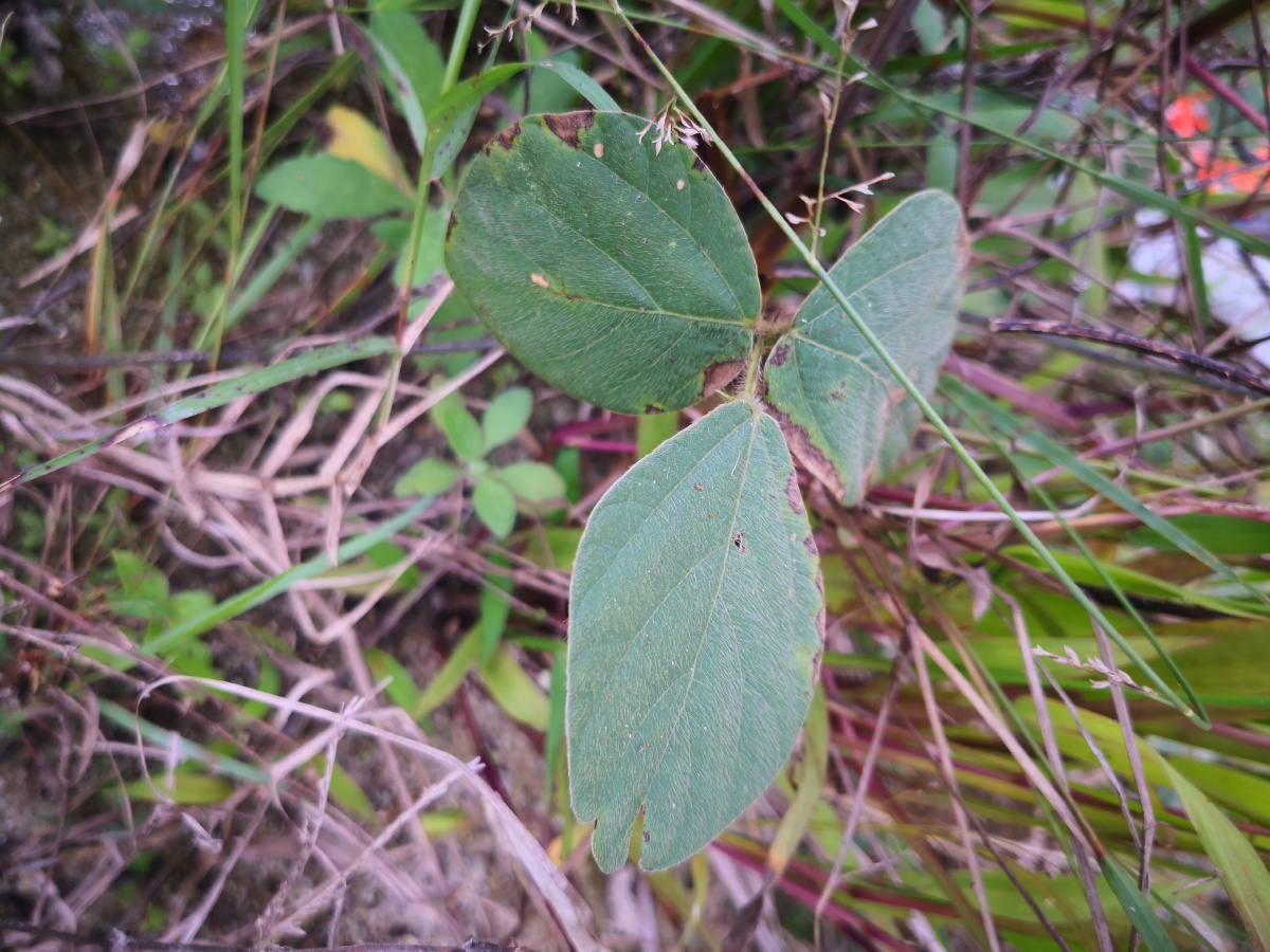 神奇的传说人们将上茅山的大道命名为野生葛根叶子图片挖野生葛根技巧
