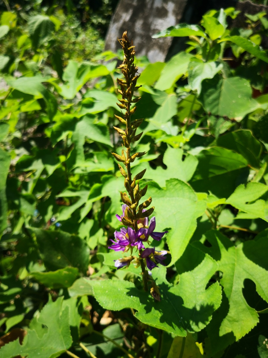 葛是传统的中药材之一,葛根全身都是宝,其根,茎,叶,花均可入药.