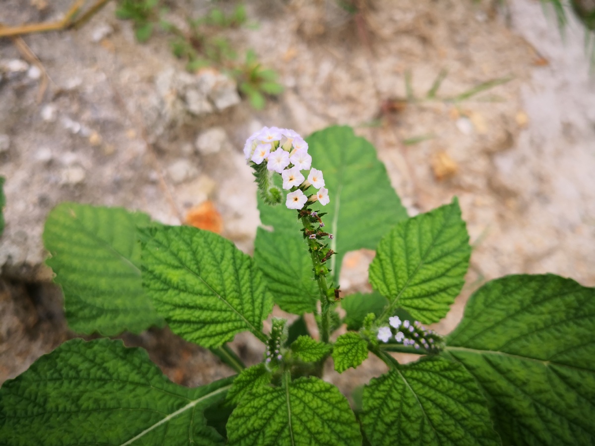 大尾摇,中草药,为紫草科植物大尾摇heliotropium indicum l.