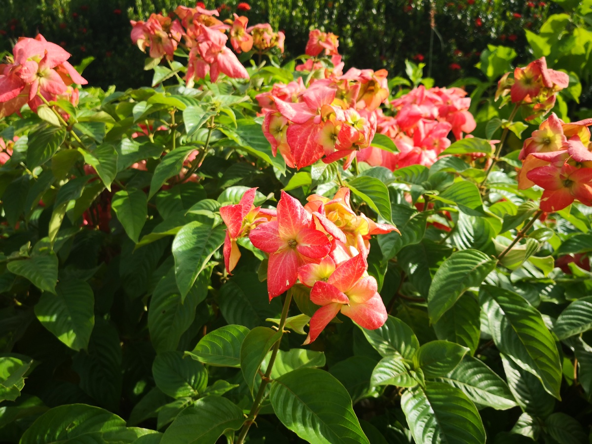 粉纸扇花语:长命百岁,福寿吉庆 粉纸扇原产非洲.属于热带植物.