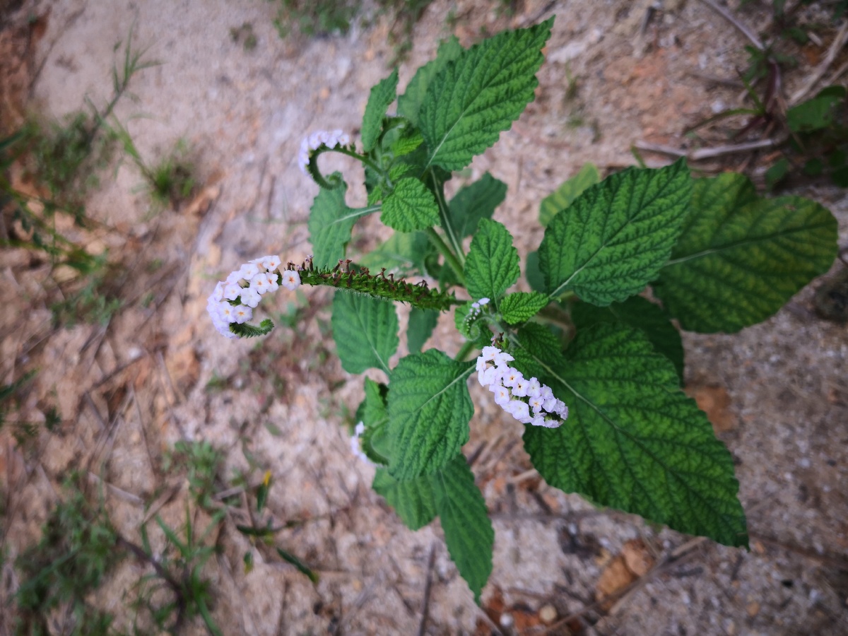 大尾摇,中草药,为紫草科植物大尾摇heliotropium indicum l.