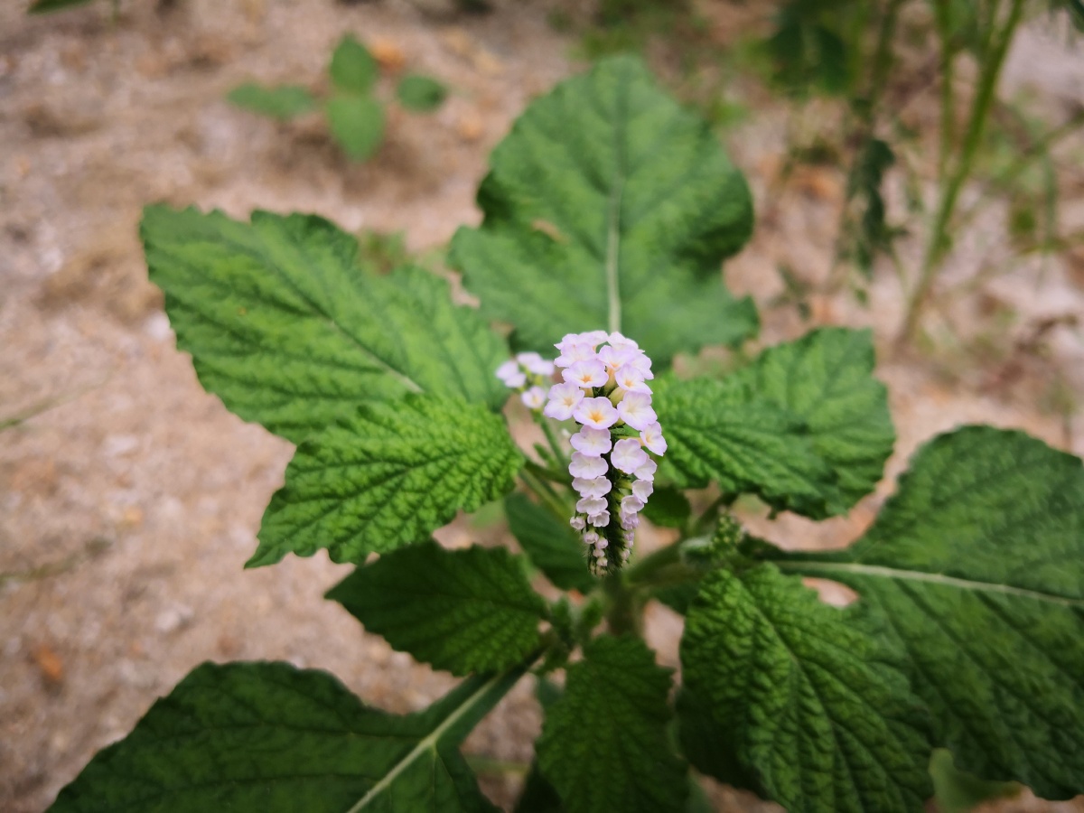 大尾摇,中草药,为紫草科植物大尾摇heliotropium indicum l.