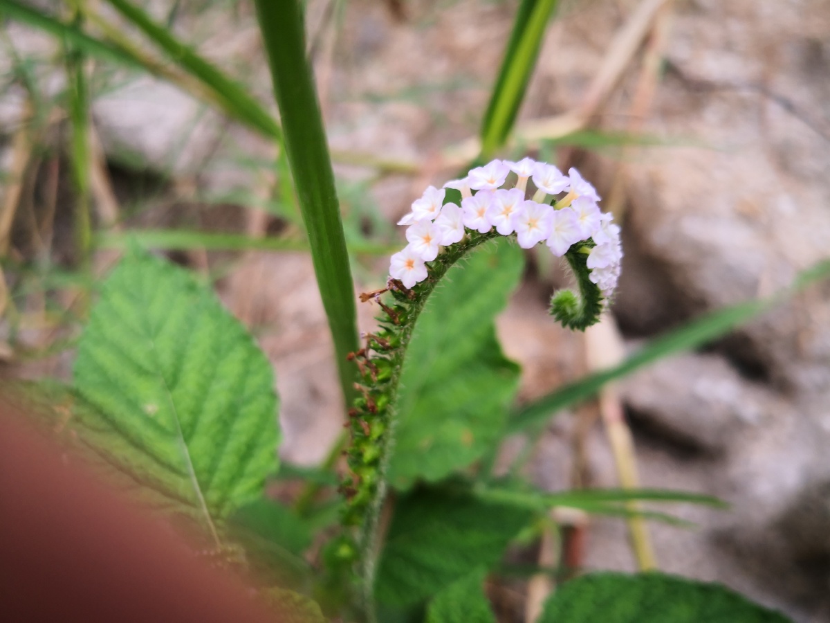 大尾摇,中草药,为紫草科植物大尾摇heliotropium indicum l.
