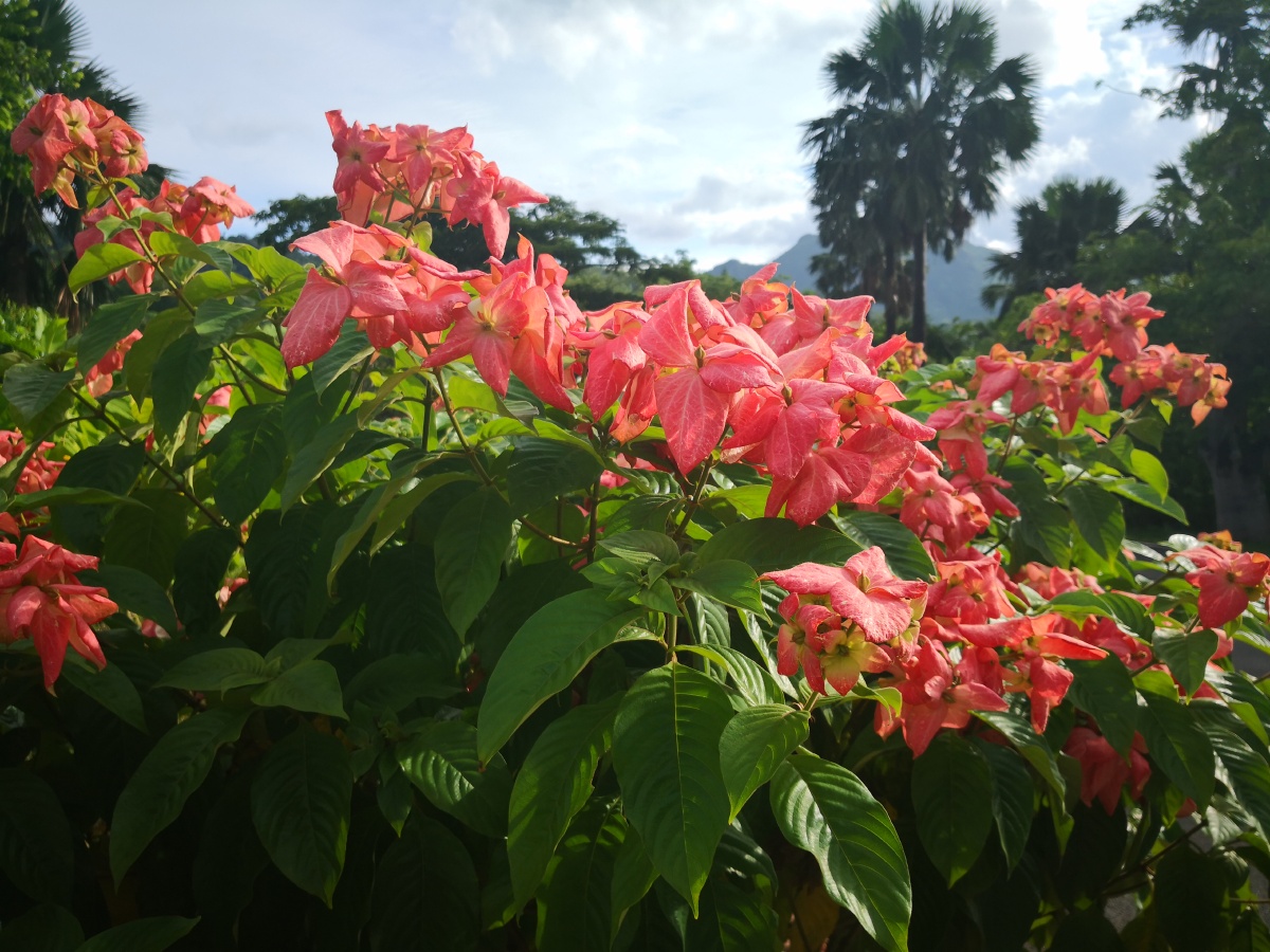 生长快速,花姿美,花期长,适应性强