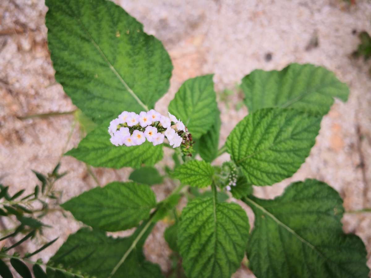 大尾摇,中草药,为紫草科植物大尾摇heliotropium indicum l.