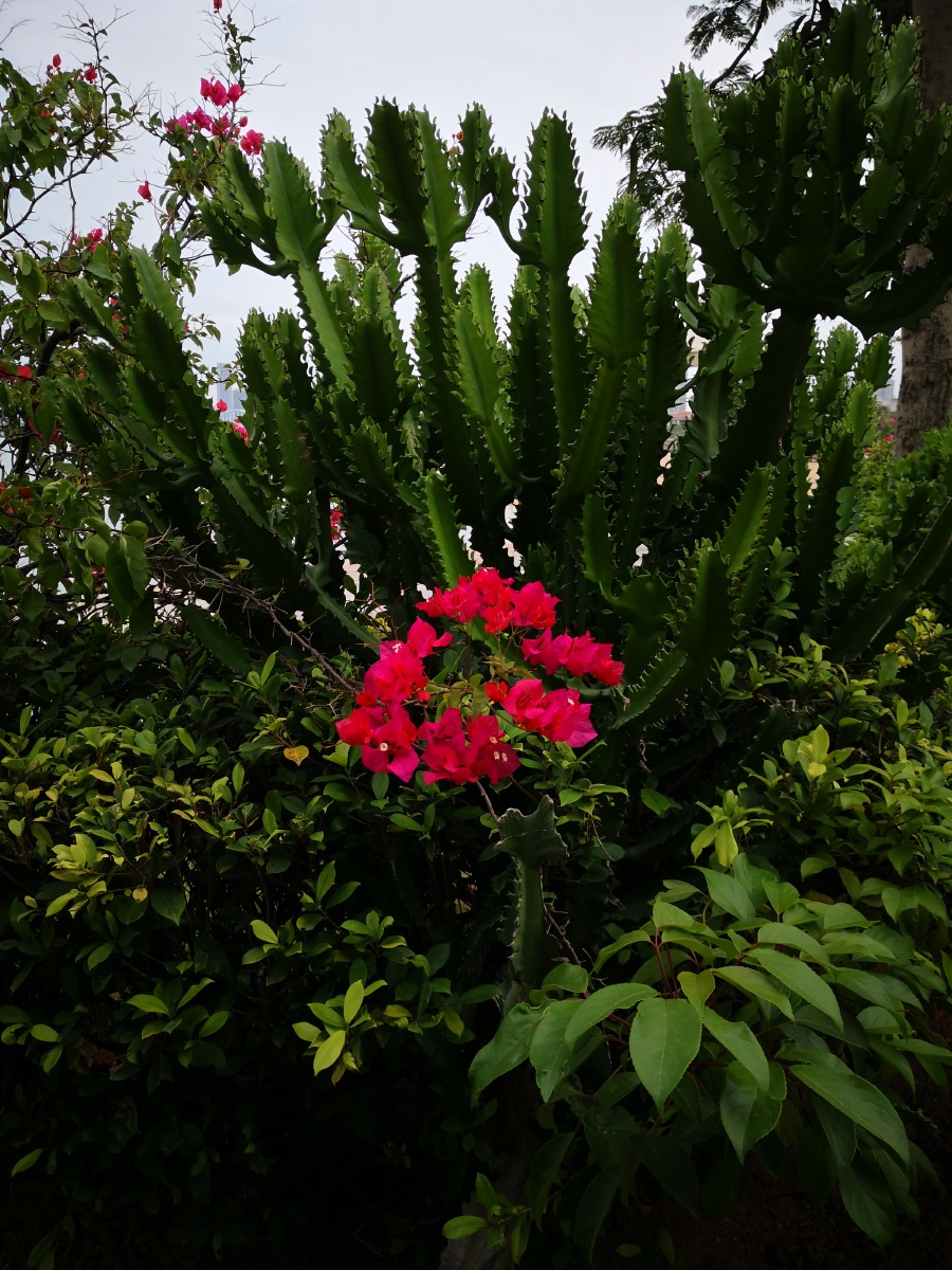 水下摄影281/128珍叶2020年10月21日804关注红绿花中国水下摄影huawei