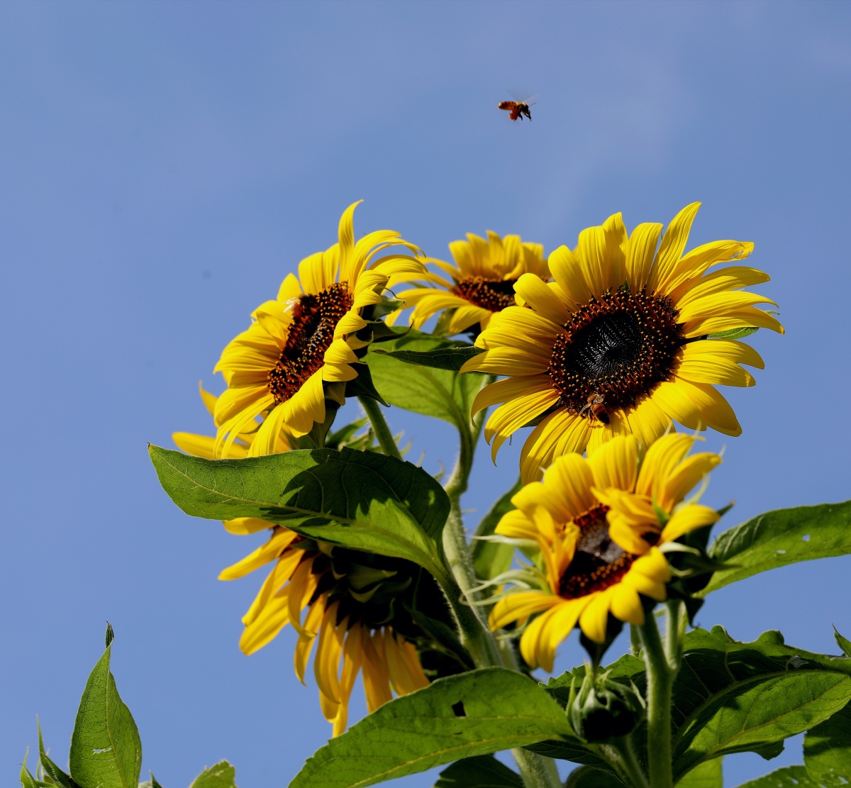 向阳怒放蜂自来