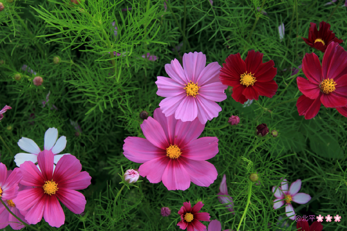 立夏万物茁壮成长花朵盛开