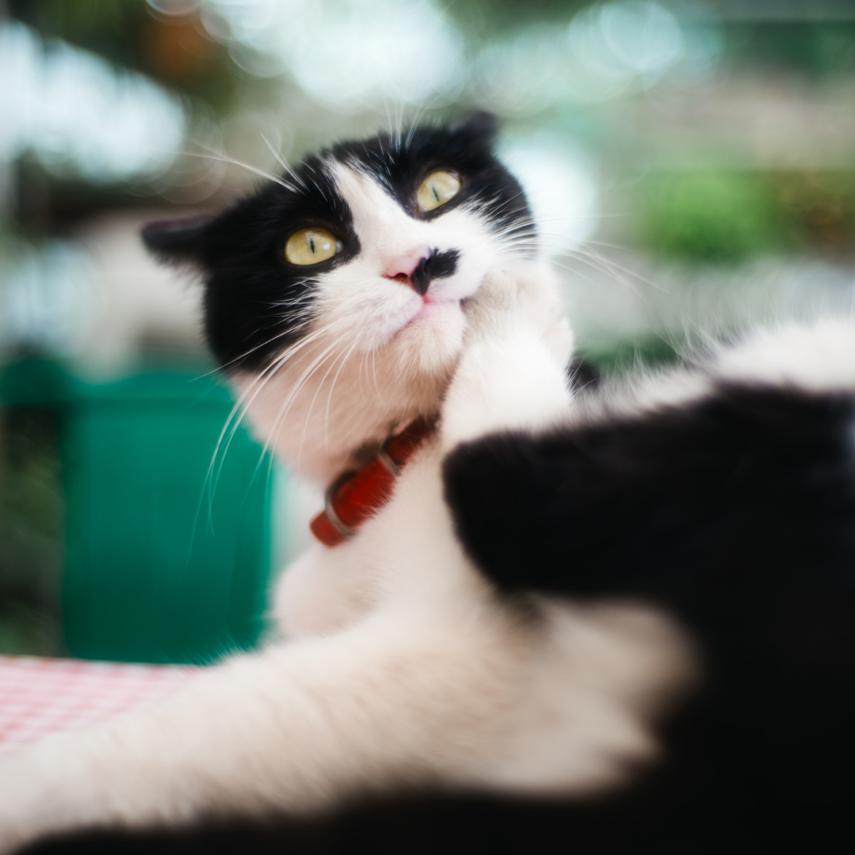 花园组图 - 哈欠猫power - 图虫